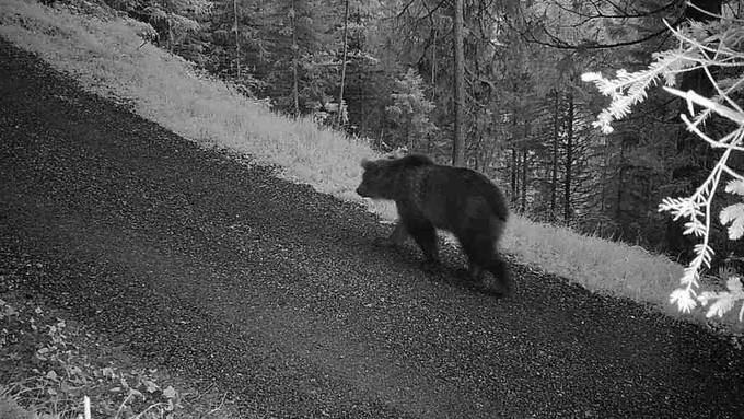 Es ist kein Teddy: Bär streift durch das Engadin