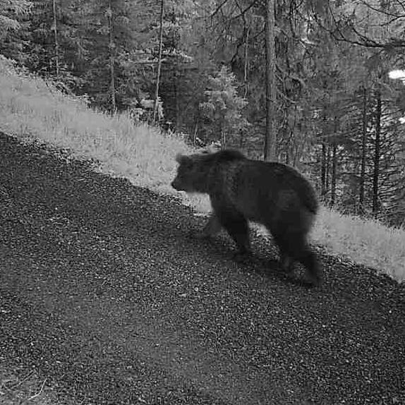 Es ist kein Teddy: Bär streift durch das Engadin