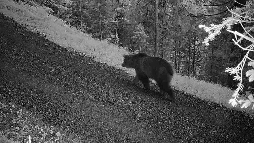 Fotofalle Bär Engadin