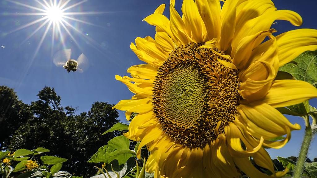 Auch am Sonntag ist die 30-Grad-Marke an vielen Orten in der Schweiz wieder geknackt worden. Dabei war es im Westen wärmer als im Osten und sogar im Vergleich mit dem Süden. (Symbolbild)