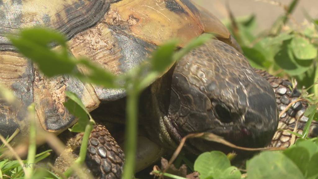 Aufnahmestop: Schildkrötenauffangstation Hallwil