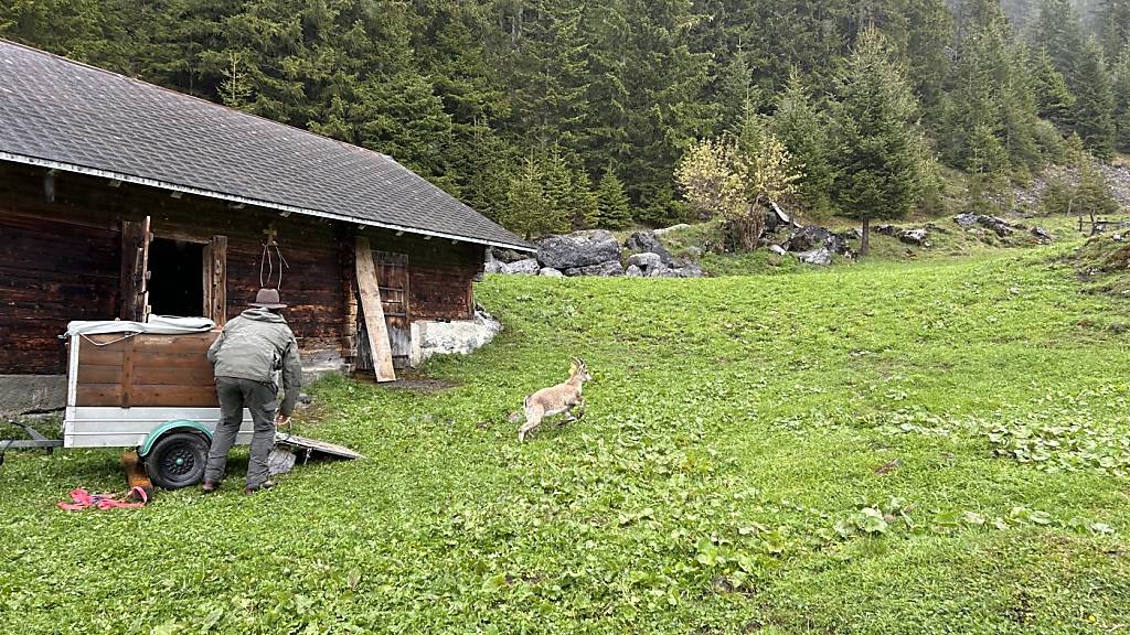 Der Kanton Obwalden brachte sechs Steinböcke zur Auswilderung ins Melchtal.