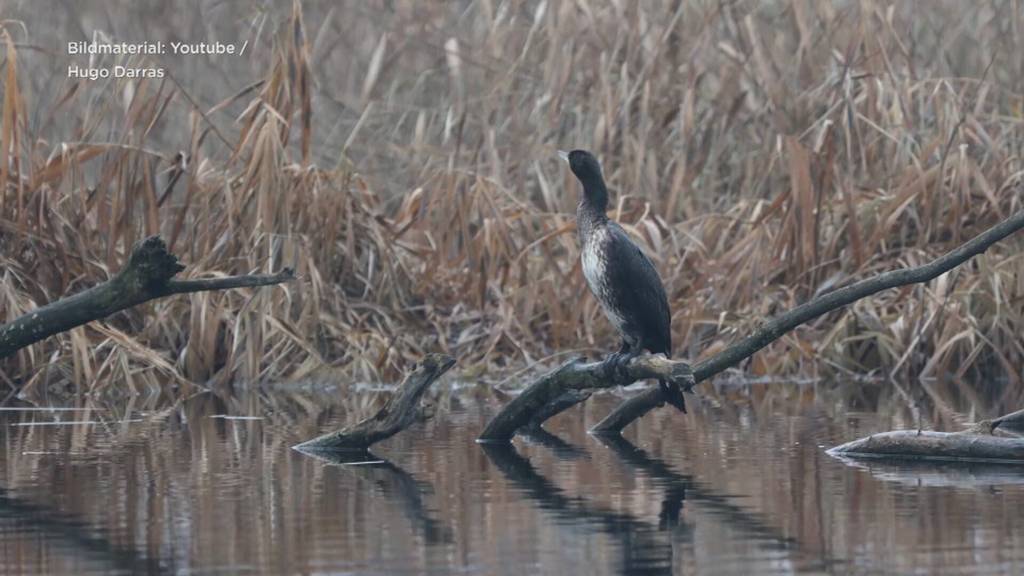 Kanton Bern will Kormorane abschiessen
