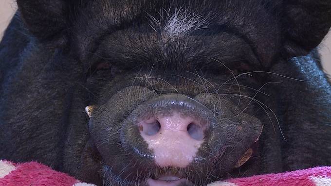 Spezielle Tierhalter: Zwei Minipigs grunzen in der Wohnung 