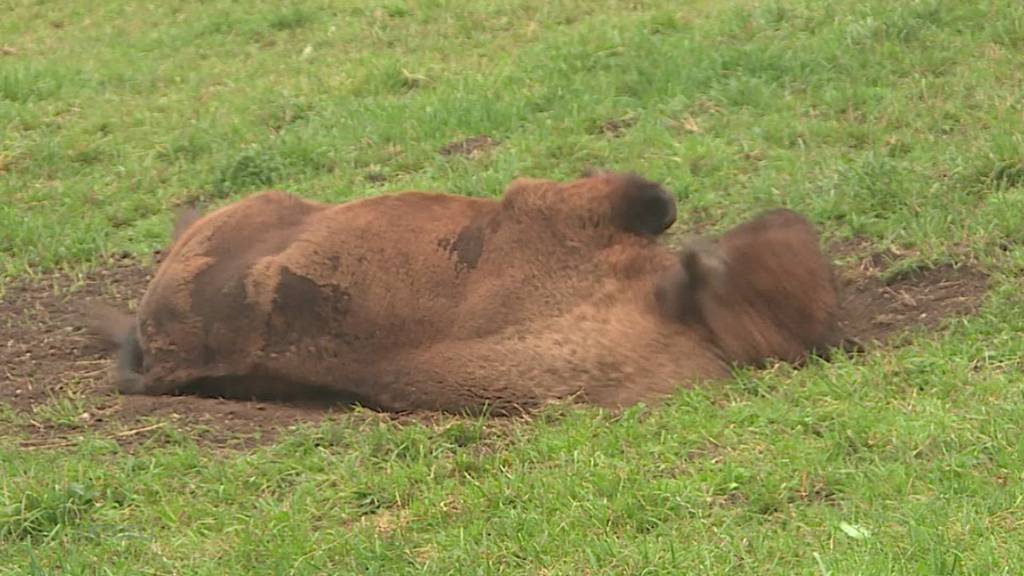 Erste Bilanz: Seit knapp einem Monat leben im Solothurner Thal fünf Wisent