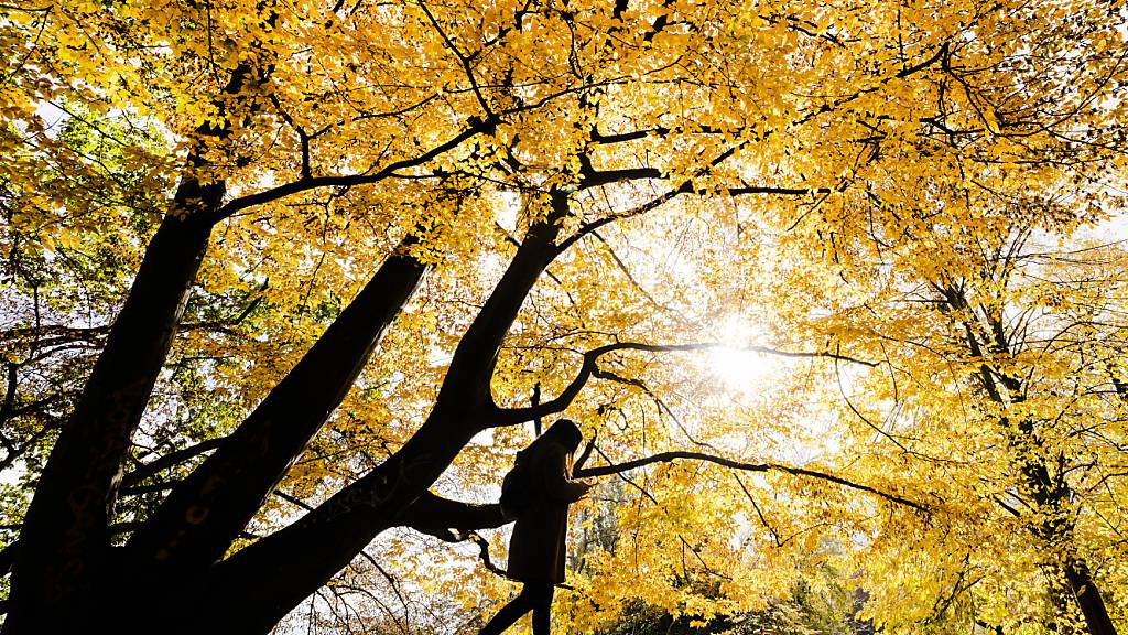 Die Grünen der Stadt Zürich wollen Grossbäume schützen. (Symbolbild)