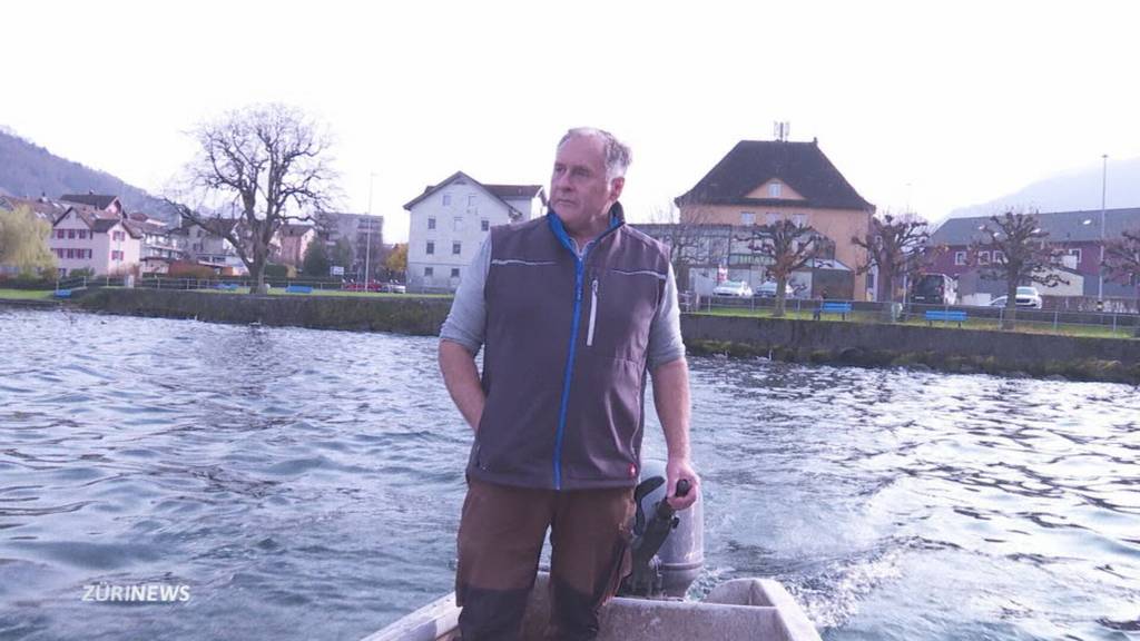 Verkaufsverbot für Fische aus dem Zugersee