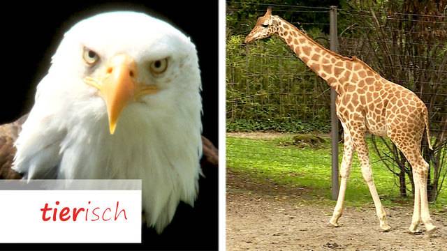 Faszination Greifvögel / Welt-Giraffen-Tag