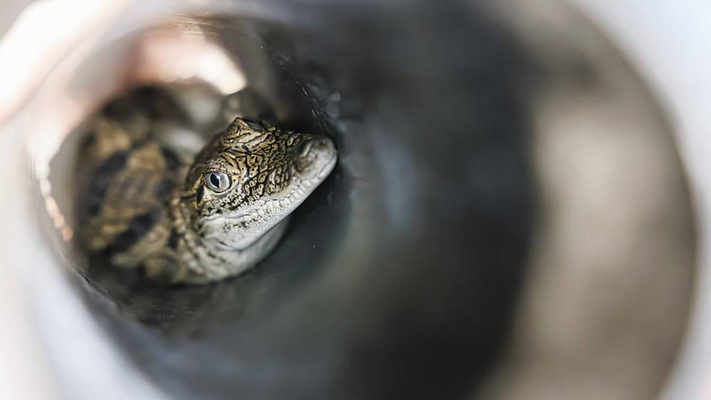 Die Krokodile wurden für den Transport in stabilen Behältern untergebracht.