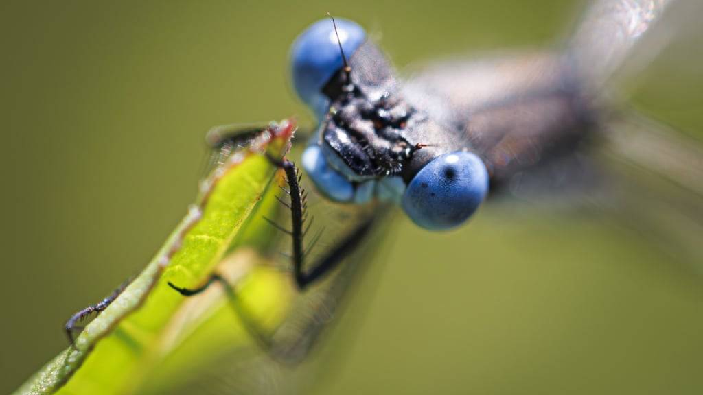 Zur zweiten Phase des Aktionsplans Biodiversität gehören Massnahmen für Insekten. (Themenbild)