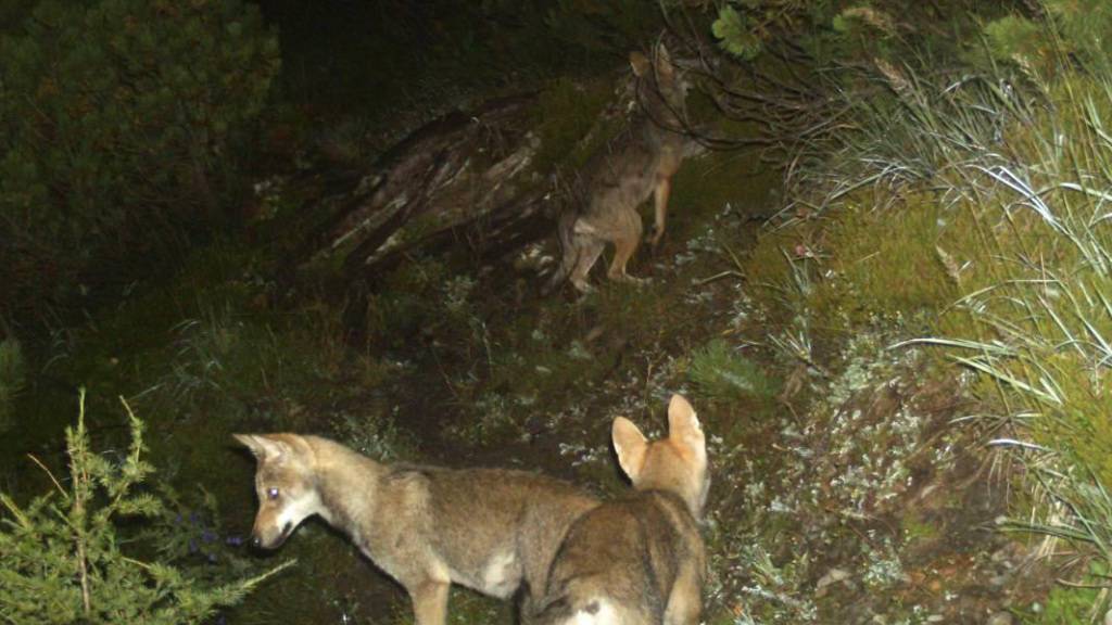 Jungwölfe tappen in Graubünden eine Fotofalle. Die Wildhut hat bisher 46 Welpen nachgewiesen, die dieses Jahr im Bündnerland zur Welt gekommen sind. (Archivbild)