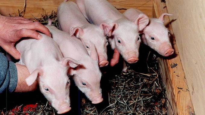 Erstmals Organ verpflanzt: So retten Schweine Menschenleben