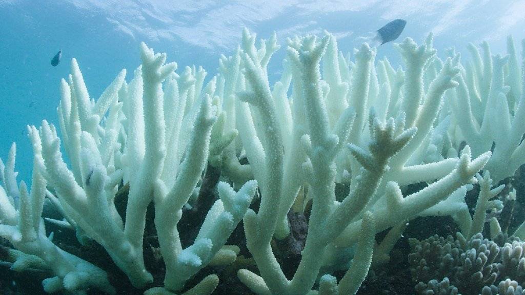 Die Korallenbleiche rafft Korallen vor der Australischen Küste massenhaft dahin. Besonders schlimm war es im Jahr 2016. (Archivbild)