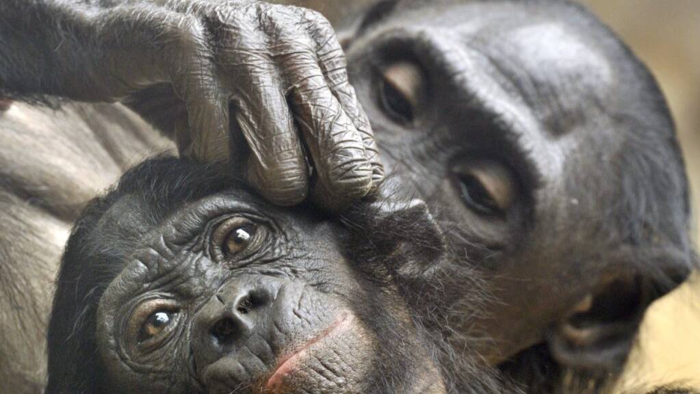 Zwei Bonobos bei der Fellpflege: Wie Menschen begrüssen und verabschieden sich die Affen, wenn sie einer gemeinsamen Tätigkeit nachgehen. (Archivbild)