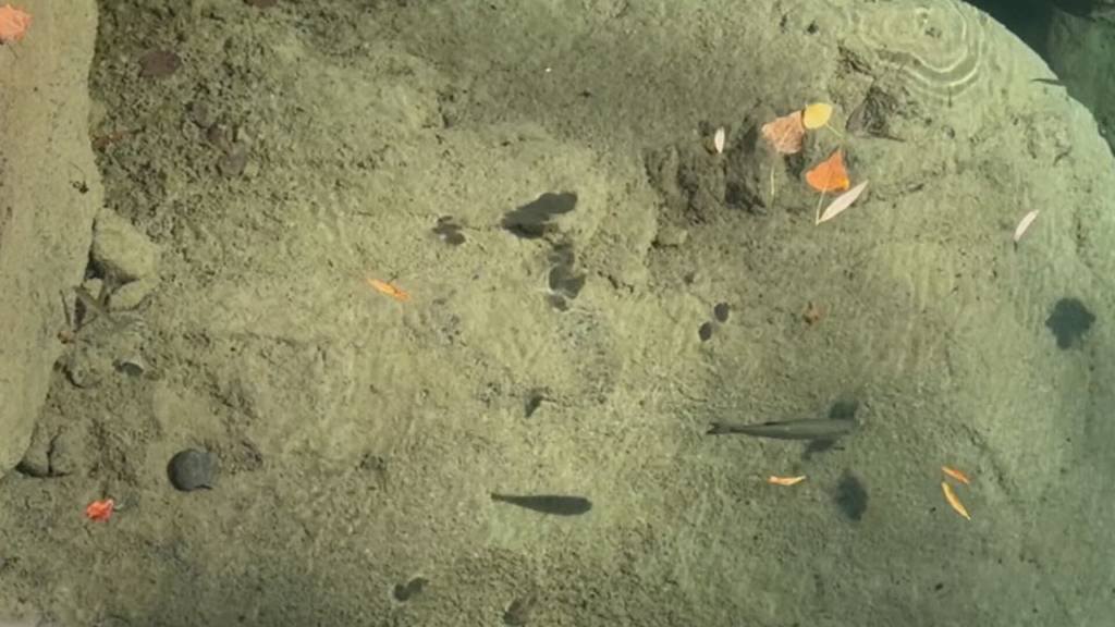 Fischbestand nach Hitzesommer