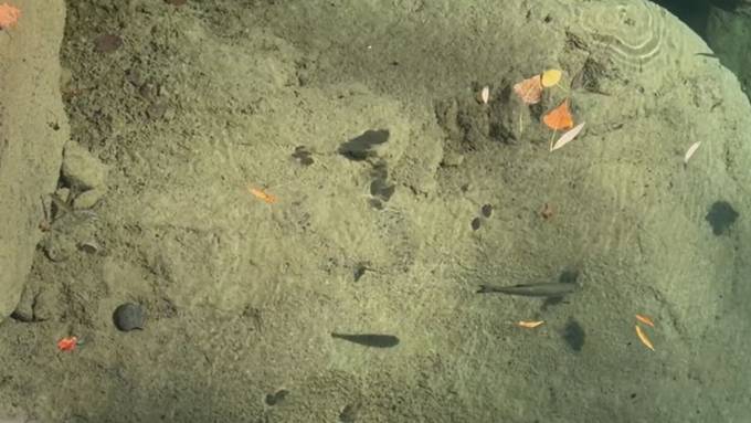 Fischbestand nach Hitzesommer