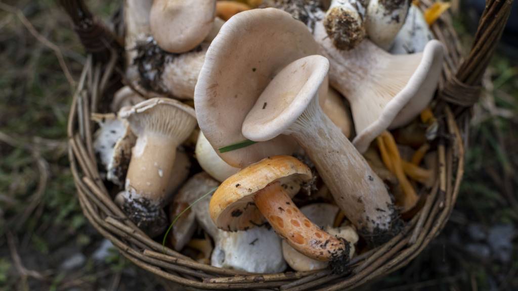 Auf volle Körbe müssen Pilzler in diesem Jahr wohl noch länger warten: Wegen der Trockenheit spriesst nicht viel. (Archivbild)