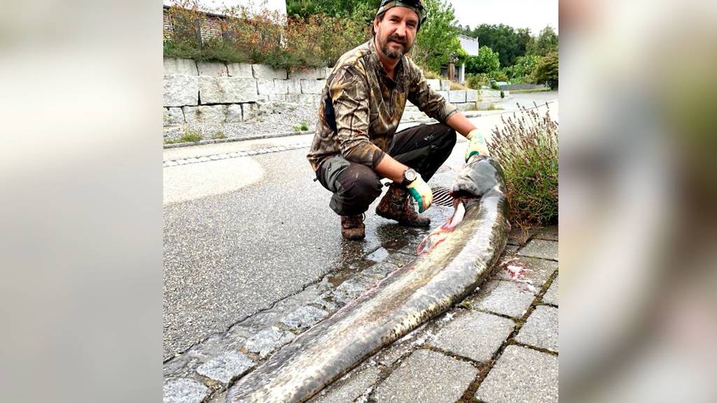 Hobbyangler zieht 30-Kilo-Wels aus der Aare in Zuchwil