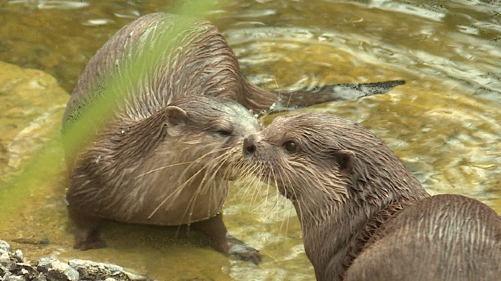  Neue Gemeinschaftsanlage Walter Zoo