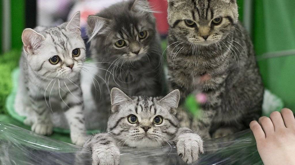 An der  Kleintierklinik des Tierspitals Zürich ist ein hochansteckendes Katzenvirus aufgetreten. Auf andere Tiere und Menschen ist die Infektion nicht übertragbar. (Symbolbild)