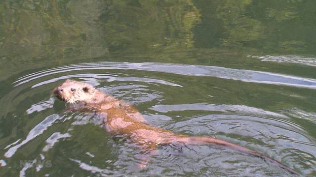 Der Otter ist zurück