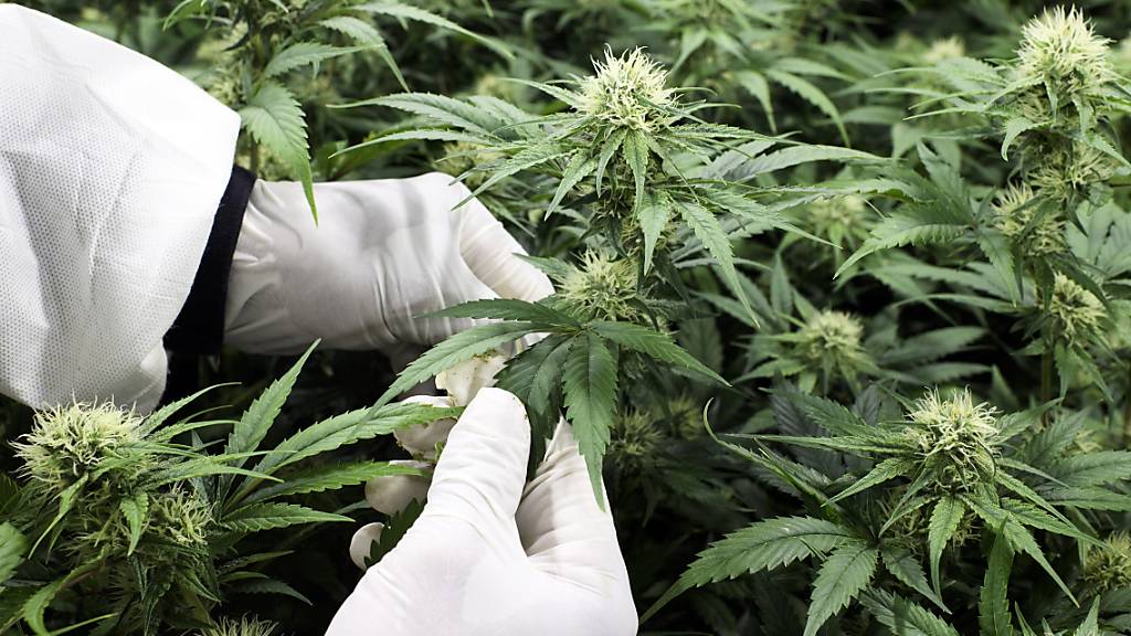 Bundesrat bewilligt Cannabis-Pilotversuche ab Mai