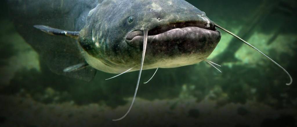 Hobbyfischer fangen 2-Meter-Wels im Greifensee mit brutaler Methode