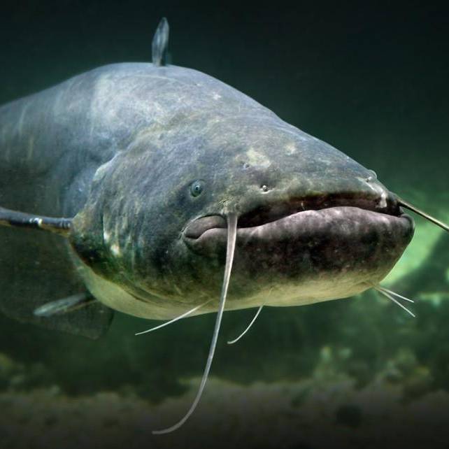 Hobbyfischer fangen 2-Meter-Wels im Greifensee mit brutaler Methode