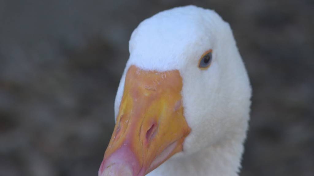 Rund 60 Tiere haben immer noch kein neues Zuhause
