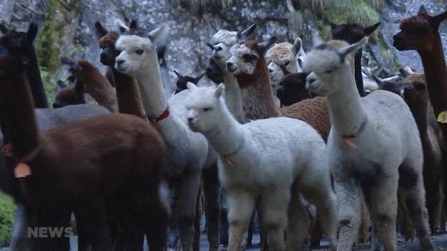 Zurück ins Tal: Alp Abzug der Alpakas und Lamas