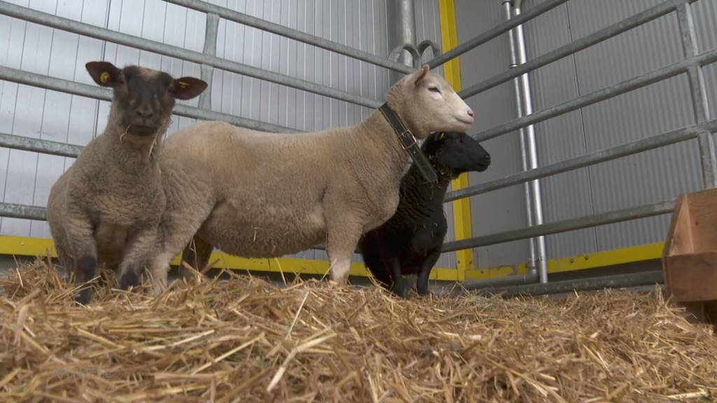 Nach Diebstahl: Teil der geklauten Schafe von Rupperswil wieder aufgetaucht