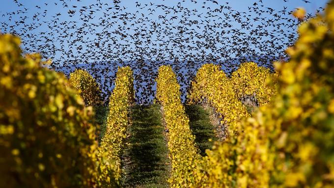 120 Millionen Vogelbeobachtungen dank ornitho.ch