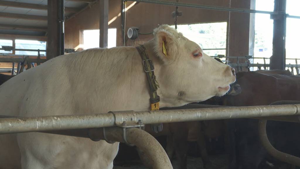 Vorschau «Unterwegs in Littau»