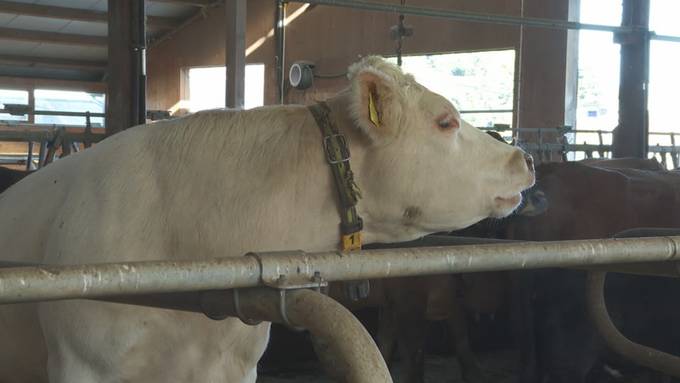 Vorschau «Unterwegs in Littau»