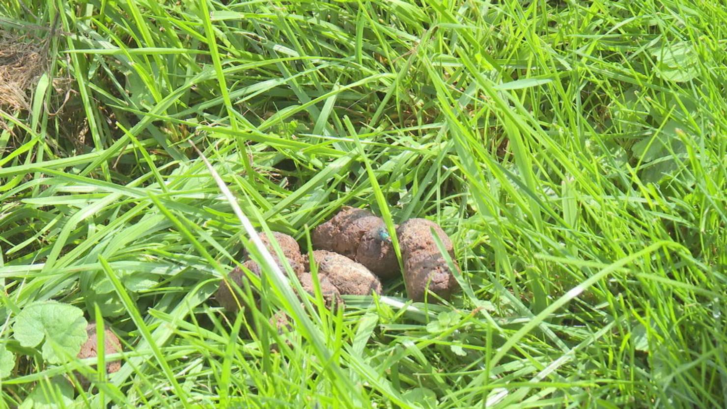 Wegen Hundekot Reinacher droht mit Abschuss der Vierbeiner TeleM1