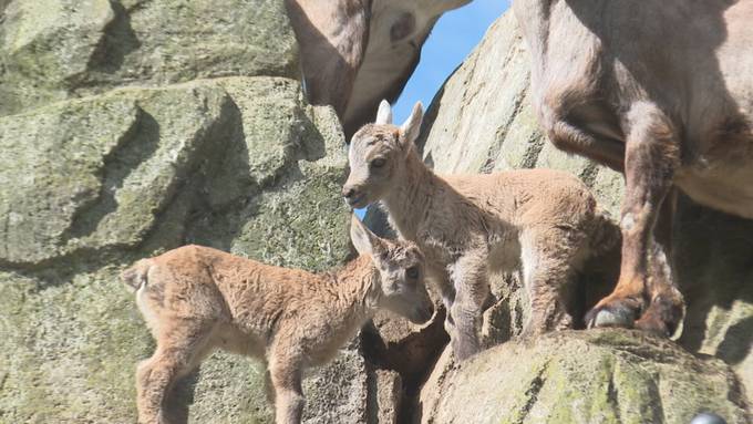Zuckersüss: Steinbock-Kitz verzaubern St.Galler Wildpark