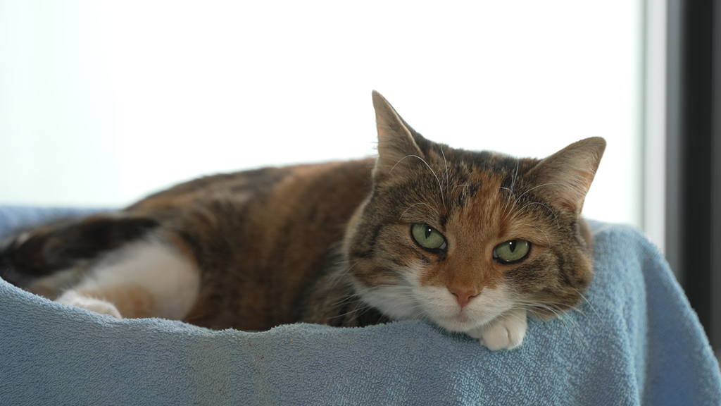 Missy