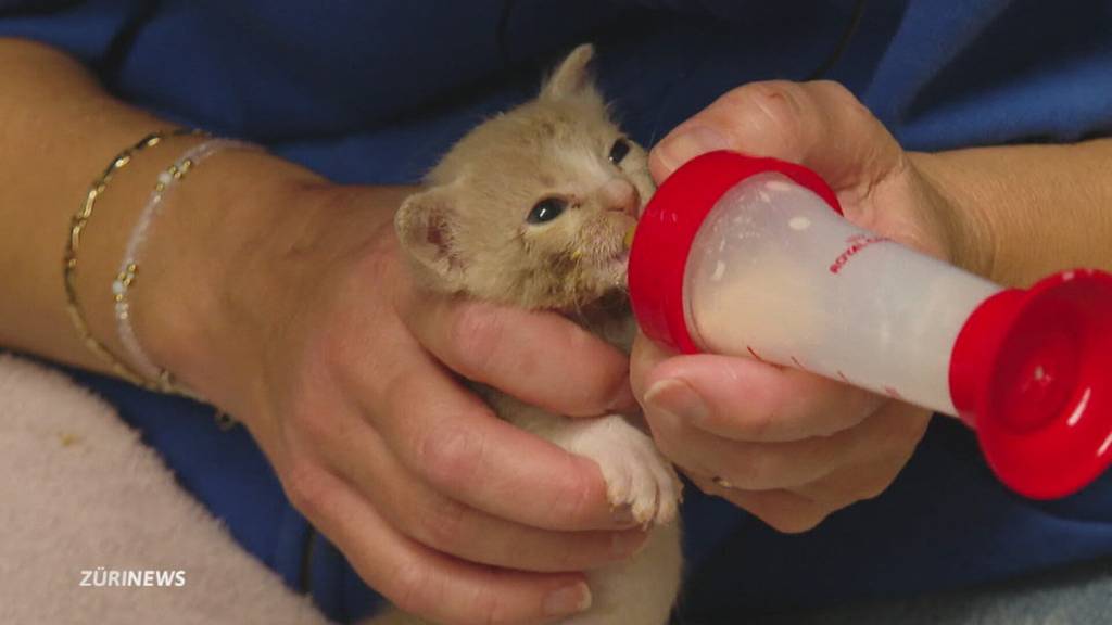 Mitten in der Stadt Zürich: 13 Babykatzen ausgesetzt
