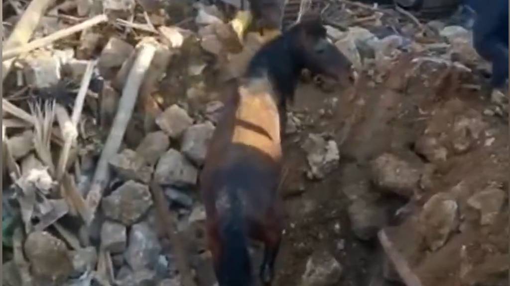Pferd lebend aus Erdbeben-Trümmern in der Türkei gerettet