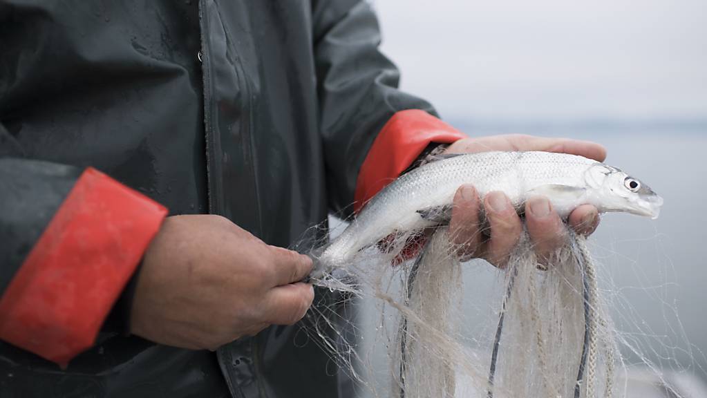 Die Fischer am Bodensee blicken harten Zeiten entgegen. (Archivbild)
