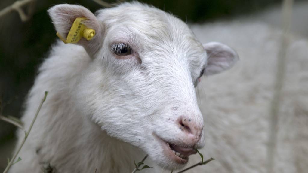 Das etwa einjährige Schaf war sehr abgemagert und in einem sehr schlechten gesundheitlichen Zustand. Es musste von seinem Leiden erlöst werden. (Symbolbild)