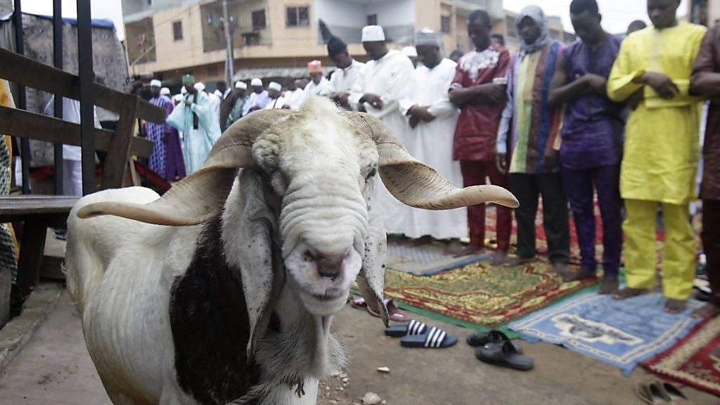 Anlässlich Eid al-Adha geht es Tausenden Opfertieren an den Kragen - so wohl auch dieser Ziege in Abidjan (Elfenbeinküste). Das Fest ist der Höhepunkt im religiösen Jahr der Muslime weltweit.