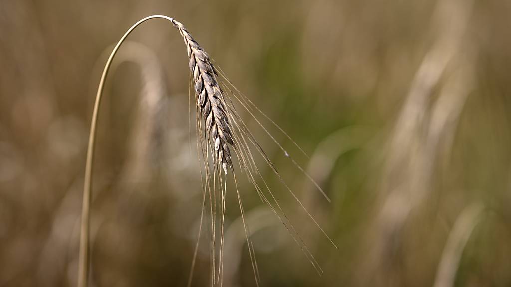 Der Bund ergreift wegen der rekordtiefen Brotgetreideernte weitere Massnahmen und gibt das gesamte Importkontingent für 2025 bereits ab Februar frei. (Themenbild)