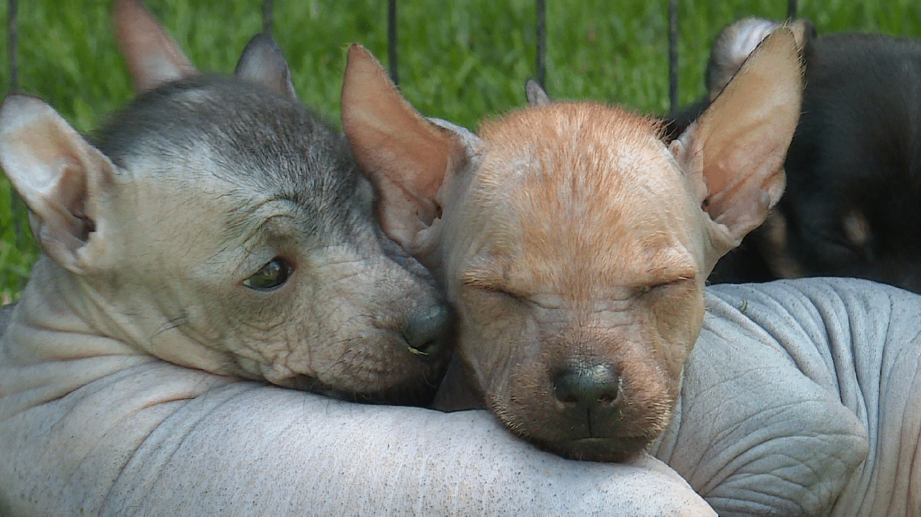 Mexikanischer Nackthund