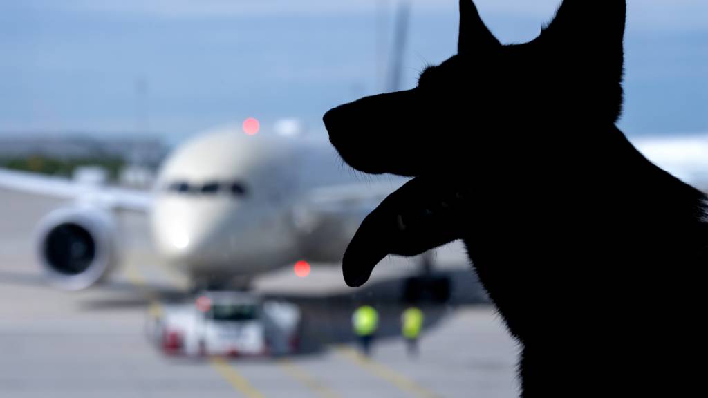 ARCHIV - ILLUSTRATION - Hund Kira (Schäferhund) sitzt am Flughafen München am Terminal an einem Fenster. Im Hintergrund ist ein Flugzeug zu sehen. Foto: Sven Hoppe/dpa