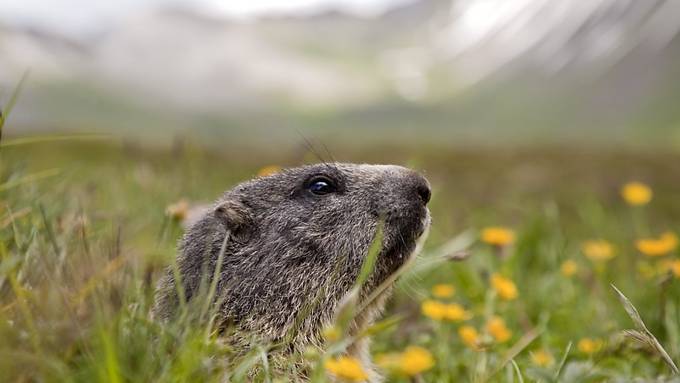 Alpenmurmeltiere genetisch sehr ähnlich