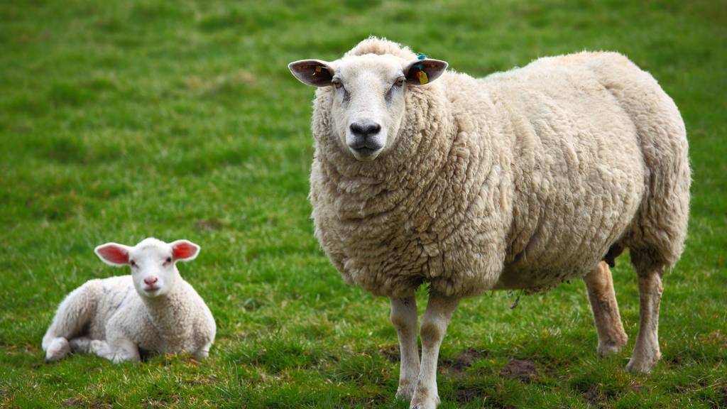 Mutterschaf und ihr Lamm