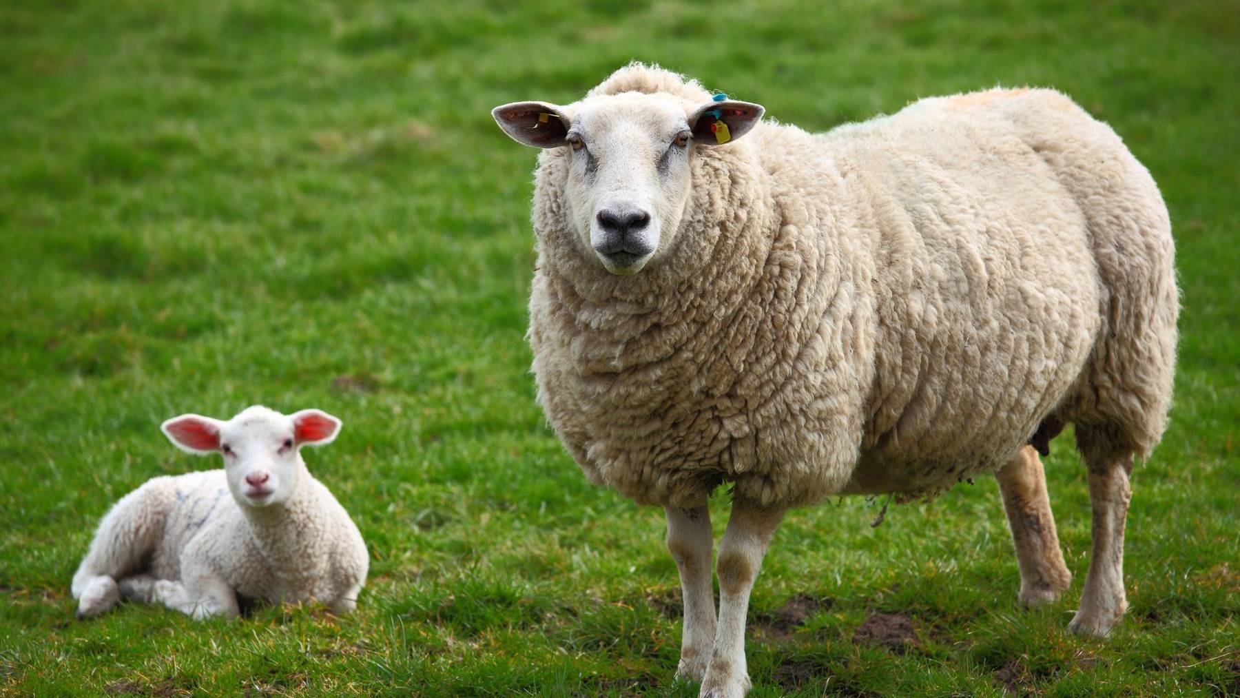 Mutterschaf und ihr Lamm