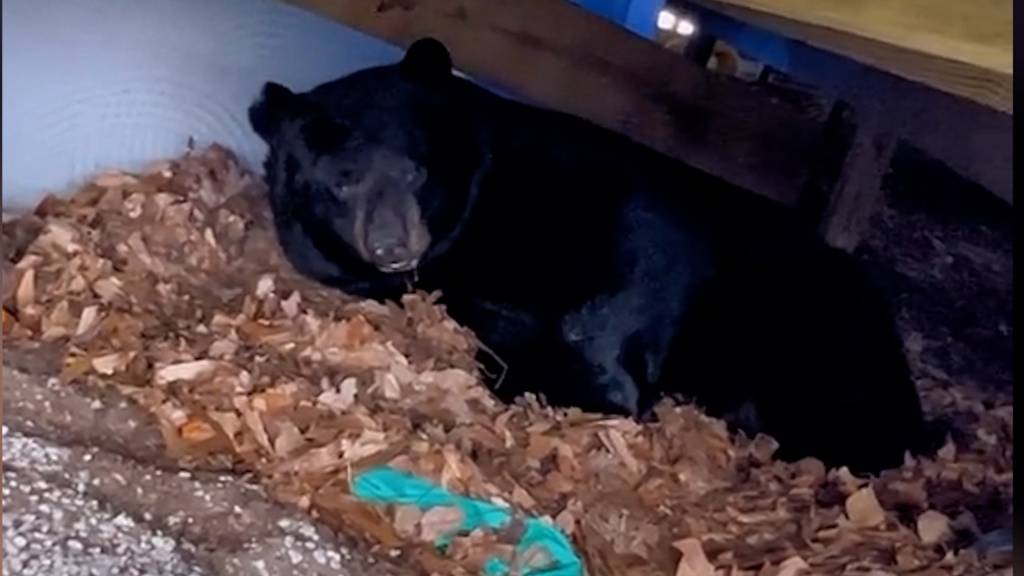 Bär hält Winterschlaf unter Terrasse und wird zum Internet-Star