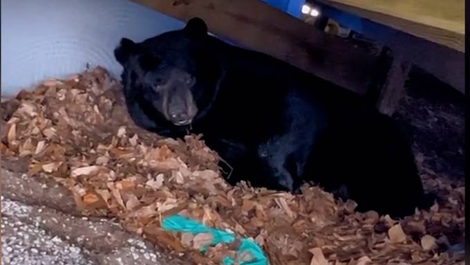Bär hält Winterschlaf unter Terrasse und wird zum Internet-Star
